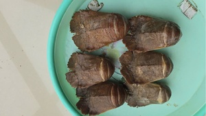 Harga kompetitif Lobster sandal HOSO Frozen asli Vietnam - Product Image 2