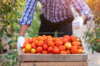 Caisse en bois massif ENVI en pin/acaçia couleur naturelle pour le stockage de fruits et légumes, idéale pour fermes et supermarchés, prix économique