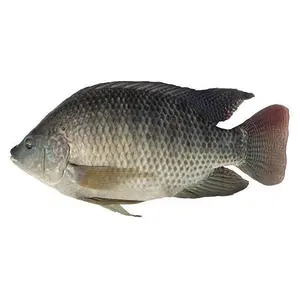 China Wholesale Frozen Seafood Good Quality Big Size Whole Round Tilapia Fish Exporters Tilapia Pesce Gabbia Di Rete