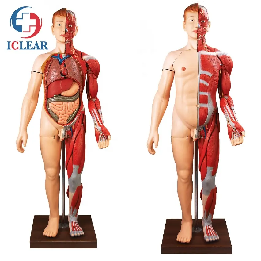 Simulador anatómico de músculos del cuerpo humano, modelo de cuerpo humano con órgano interno