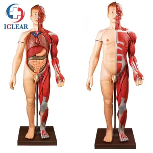 Tıbbi insan vücudu kasları anatomik simülatörü insan vücudu modeli ile İç Organ