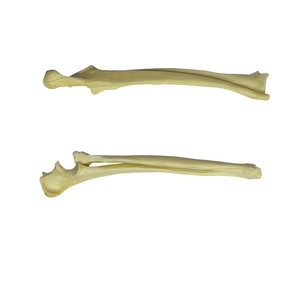 Modelo de hueso ortopédico radial y cúbito para perros de ciencia médica, esqueleto Animal, modelo de esqueleto canino - Product Image 1
