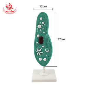 Modèle Paramecium 33103 : Structure interne typique d'un organisme à cellule unique ; Éducation scientifique au collège - Product Image 1