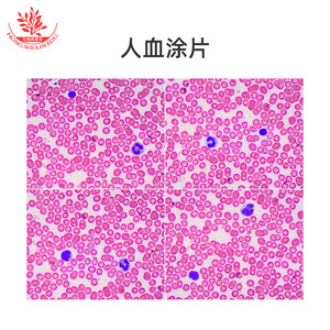 Clearly structured typical slice specimens, biological laboratory human anatomy slide set, science education <b>microscope</b> slides - Product Image 1
