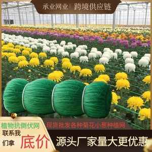 Filet de treillis pour plantes grimpantes Chengye en PE/HDPE pour légumes et fleurs, filet de jardinage - Product Image 5