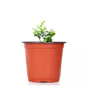 Green Gardening Plastic Seeding Nursery Pot With Factory Price 2022