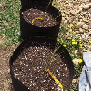 Bolsas de cultivo de tela de 11 <span class=keywords><strong>litros</strong></span> de 3 galones de Guangdong, <span class=keywords><strong>macetas</strong></span> de vivero no tejidas personalizables para proyectos ecológicos - Product Image 5