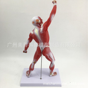 Modèle de muscle humain (50 cm) - Morphologie et structure musculaire du corps entier - Anatomie musculaire - Modèle de muscle pour la kinésiologie humaine - Product Image 3