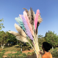 Arche de mariage en pampas, roseau sauvage, pampas séché, couleur naturelle, longue herbe de pampas