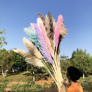 Arco de Boda de Pampas, Cañas Silvestres de Pampas Secas, Hierba de Pampas de Color Natural Larga - Product Image 6