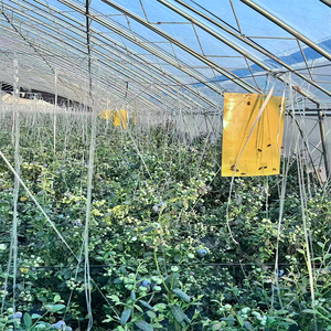 Lastre in PP giallo ad alta efficienza, materiali per trappole adesive per insetti, acchiappamosche da frutta, trappole per insetti appiccicose - Product Image 1
