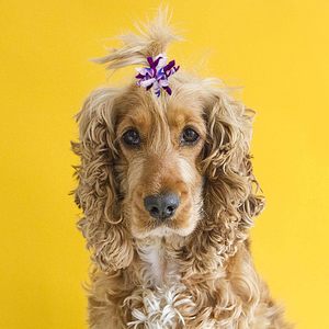 Noeuds pour cheveux de chien bouclés, élastiques pour petits et moyens chiens, chats, design en spirale, fête, festival, accessoires pour animaux de compagnie, cadeau - Product Image 6