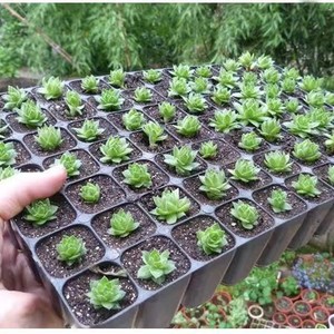 12 Cell Seedling Tray With Lid Vent Rectangular Plastic Nursery <b>Pot</b> For Gardening <b>Plant</b> Propagation Kit - Product Image 4