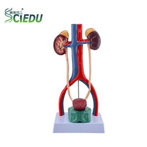 Modelo Anatómico del Sistema Urinario Humano Estereoscópico SCIEDU, Modelo del Sistema Reproductivo Médico con Ureter y <span class=keywords><strong>Vejiga</strong></span> - Product Image 1