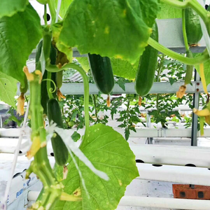 ท่อพีวีซีพลาสติกสี่เหลี่ยมขนาด100*100มม. ท่อสำหรับปลูกผักไร้ดิน Nft สำหรับผักกาดหอม - Product Image 4