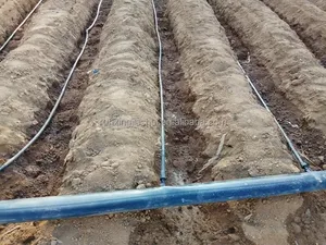 Tubo Flessibile <span class=keywords><strong>per</strong></span> <span class=keywords><strong>Irrigazione</strong></span> a Goccia Rainstar PE 16mm 500m/rotolo con Spaziatura di 50cm <span class=keywords><strong>per</strong></span> Sistema di <span class=keywords><strong>Irrigazione</strong></span> Orticoltura - Product Image 5