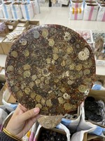 Tranche de pierre naturelle d'ammonite de Madagascar, découpée et imprimée, ornement Feng Shui, spécimen biologique DIY