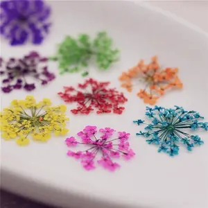 L078 Wholesale natural dry small pressed flower frame DIY dried mini pressed flowers for cakes candle making