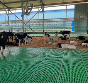 Equipo de crí<span class=keywords><strong>a</strong></span> de animales económico Diseño de granja nuevo y usado con motor confiable de ganado vacuno oveja cabra <span class=keywords><strong>vaca</strong></span> - Product Image 5