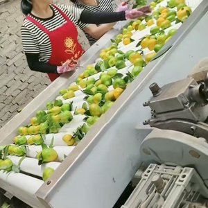 Miel de mandarine chinois de qualité supérieure, diamètre 80-90 mm, pulpe fraîche et juteuse, peu de pépins, fruit d'agrumes sucré à consommer - Product Image 3