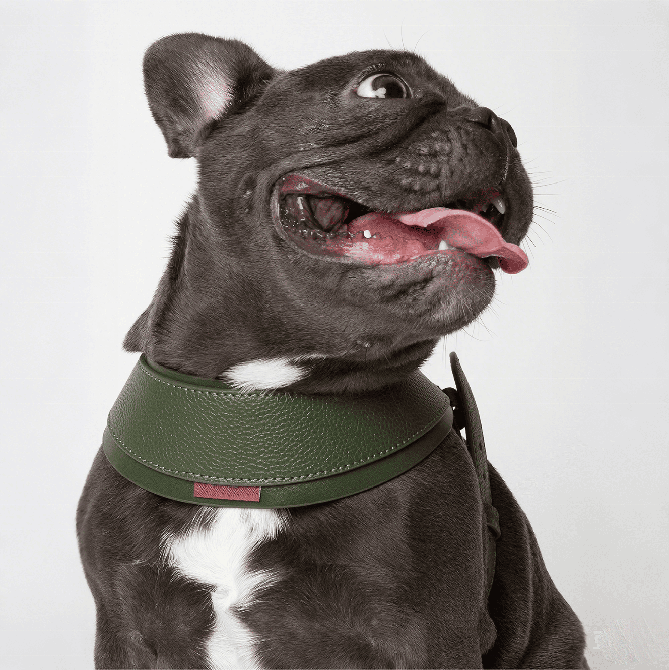 French Bulldog Dog Leashes High Quality Wholesale