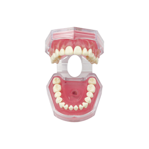 Modelo Dental Transparente con Raíz Dental Visible, Modelo de Tipodonto Dental con Dientes Extraíbles, Encías Suaves, Modelos de Práctica de Extracción Dental - Product Image 3