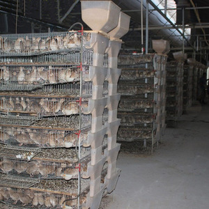 Usine chinoise fabriquant des plateaux <span class=keywords><strong>de</strong></span> collecte d'œufs automatiques pour cages à cailles, vente en gros - Product Image 5