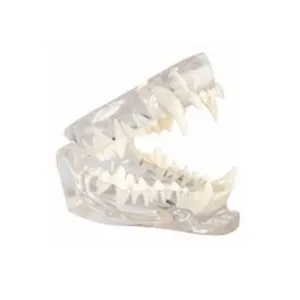 Dental Cat Dentition Teeth Model Flat Cat Teeth Model