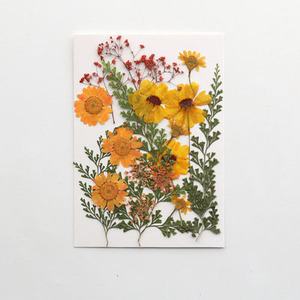 2025 New Product Wholesale <strong>Reasonable</strong> Price Natural Preserved <strong>Flowers</strong> Plants DIY Materials Pressed <strong>Flowers</strong> - Product Image 5