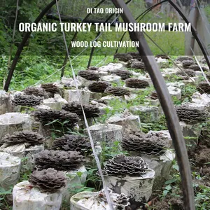 Органический экстракт гриба «Рыбий хвост» (Турецкий хвост) Qinshantang, 10% полисахаридов, порошок - Product Image 3