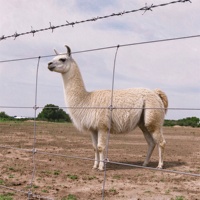 Grillage en fil de fer à nœuds fixes galvanisé à chaud, haute résistance, pour clôture de terres agricoles, de champs, de cerfs et de bétail, personnalisable en usine