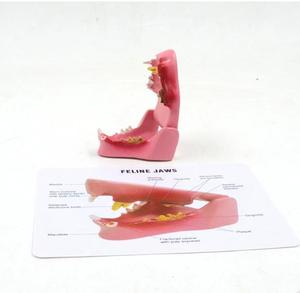 Modelo Anatómico de Dientes de Gato, Modelo de Dientes de <span class=keywords><strong>Felidae</strong></span> para Ciencias Médicas - Product Image 2