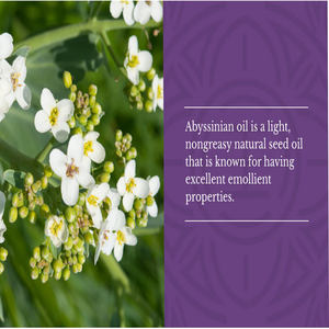 100% aceite esencial de Abisinio prensado en frío puro aceites de semillas de Crambe para hombres y mujeres - Product Image 4