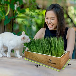 Kit d'herbe à chat auto-arrosante écologique de style campagnard, plateau compatible lave-vaisselle pour la maison, le jardin, le sol, les centres commerciaux, <span class=keywords><strong>en</strong></span> bambou - Product Image 4
