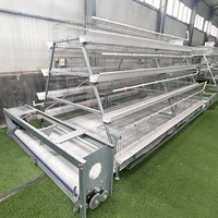 Cage à poules pondeuses de type A, cage en batterie galvanisée à chaud avec abreuvement automatique et nettoyage automatique du fumier pour élevage avicole