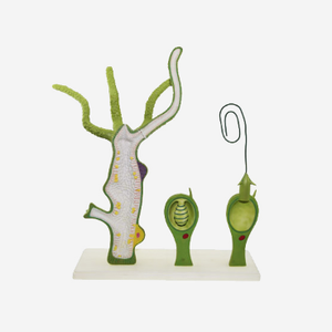 Gelsonlab HSBM-417 Schistosome In Copula modello - Product Image 2