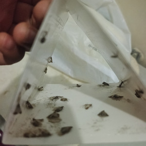 Защита вашего дома, сада, ловушка для мух, использует бионические приманки + липкий захват, экологически чистые нетоксичные одноразовые Твердые натуральные культуры - Product Image 3