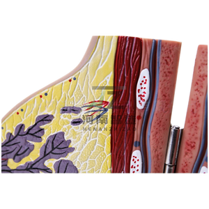 Modèle anatomique de sein féminin humain en phase de repos pour la science médicale - Product Image 6