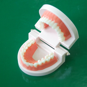 Modelo Anatómico de Odontología para Enseñanza de Ciencias Médicas, Modelo de Entrenamiento Dental, Material de Resina, Marca Yulin, Henan, CE/ISO - Product Image 4