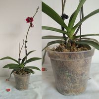 Pot de fleurs rond pour orchidées, ultra-transparent, en plastique, de 2,5 à 9 pouces, directement de l'usine, pour la culture et la décoration de jardins intérieurs