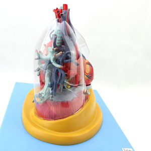 Modèle anatomique de l'Université Médicale Navale du cœur, des poumons, de la trachée et du système bronchique humains pour la chirurgie thoracique et la cardiologie - Product Image 2