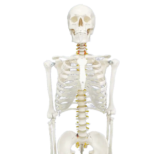 Modelo de <span class=keywords><strong>Esqueleto</strong></span> <span class=keywords><strong>Humano</strong></span> de PVC Avanzado de 180 cm con Músculos y Ligamentos, Maniquí de Anatomía para Entrenamiento Escolar - Product Image 3