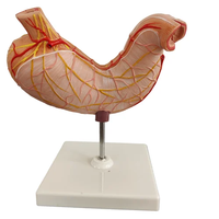 Vie coulée silicone caoutchouc foie humain coeur géant oreille estomac cataracte oeil modèle