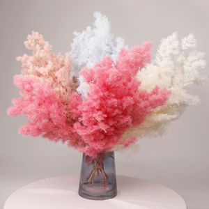 Venta al por mayor de fábrica: Aspargos <span class=keywords><strong>naturales</strong></span> Myrioeladus, plantas secas y preservadas, pino para decoración del hogar, arreglos florales, a granel. - Product Image 1