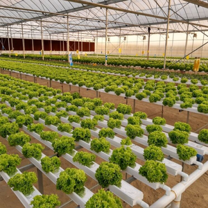 Kit completo de tienda de cultivo hidropónico, <span class=keywords><strong>para</strong></span> tubo de PVC fresa, sistema hidropónico - Product Image 2