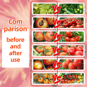 Fertilizante <span class=keywords><strong>foliar</strong></span> especializado para tomates, que promueve la formación de tomates regulares de color rosado - Product Image 4