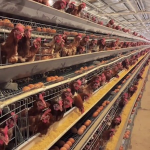 <span class=keywords><strong>Cage</strong></span> usagée du système de colonies enrichies pour volailles, poulets pondeurs avec composant moteur central