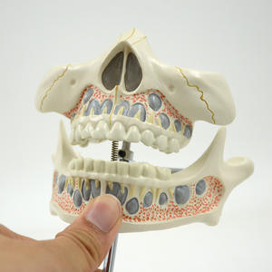 Modelo de dientes deciduos para niños de ciencia médica modelo de dientes permanentes deciduos materiales dentales para dentaduras postizas - Product Image 3