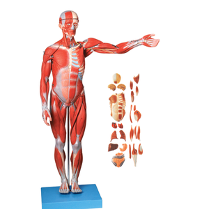 โมเดลกล้ามเนื้อและไขมัน27ส่<span class=keywords><strong>วน</strong></span>แบบจำลองกายวิภาคของมนุษย์แบบกำหนดเองวิทยาศาสตร์การแพทย์ - Product Image 1