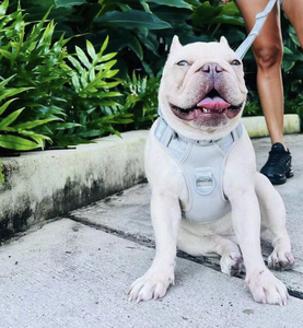 2025カスタマイズロゴ犬用ハーネスダブルリース調整可能通気性ネオプレンペットアクセサリーナイロン素材 - Product Image 4